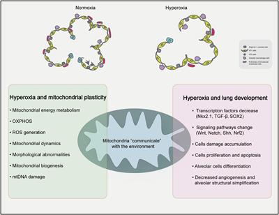 Effects of Hyperoxia on Mitochondrial Homeostasis: Are Mitochondria the Hub for Bronchopulmonary Dysplasia?